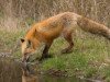 Sākusies meža dzīvnieku vakcinācija pret trakumsērgu